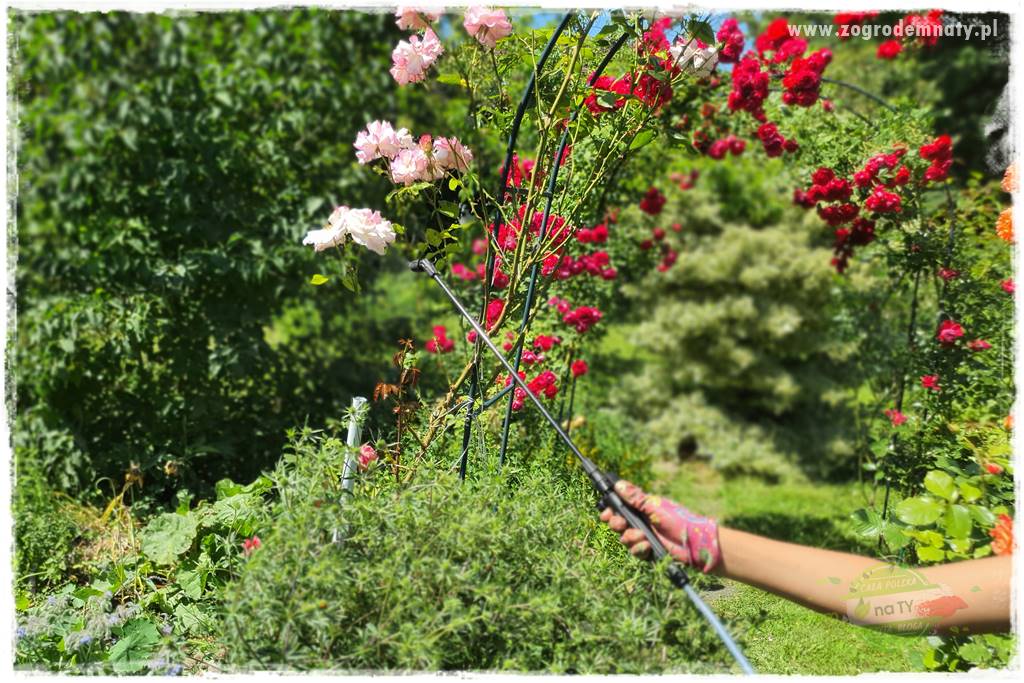 czarna plamistość róży 32