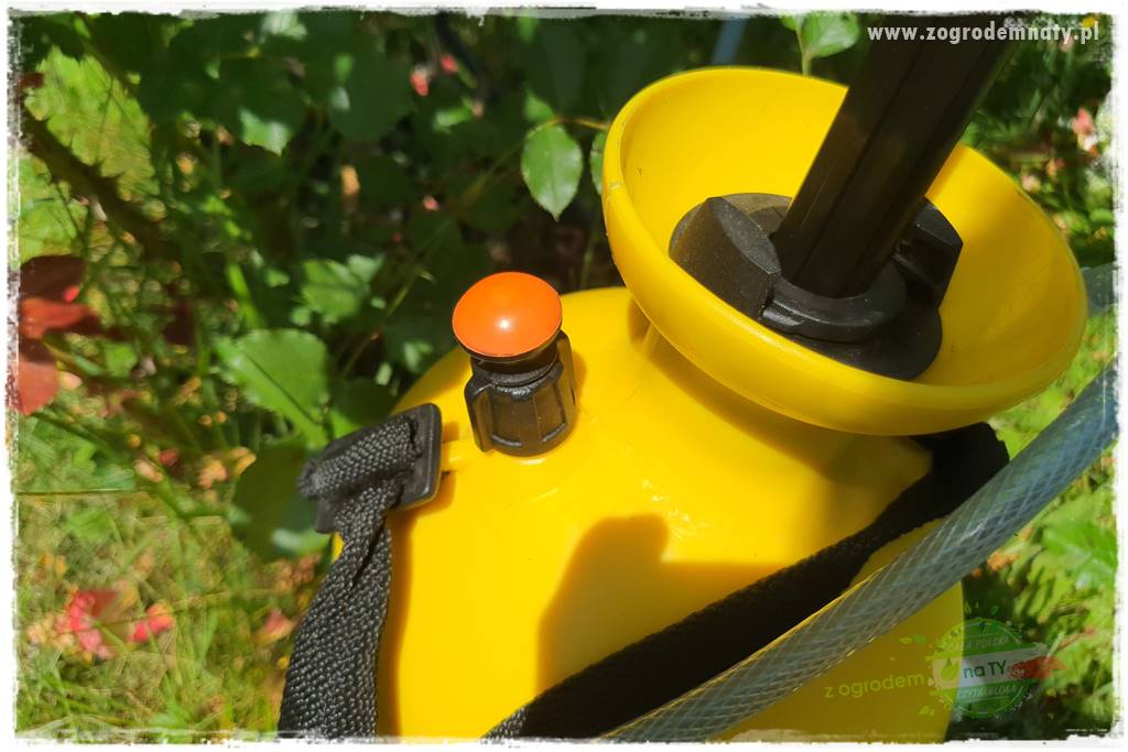 czarna plamistość róży 33