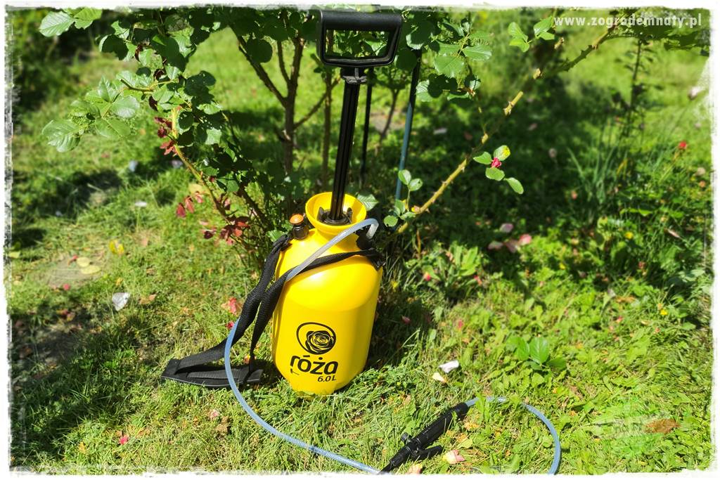 czarna plamistość róży 34