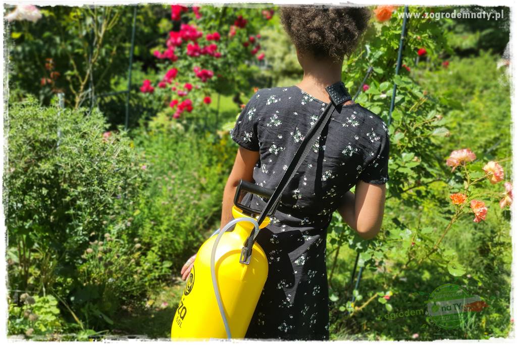 czarna plamistość róży 35