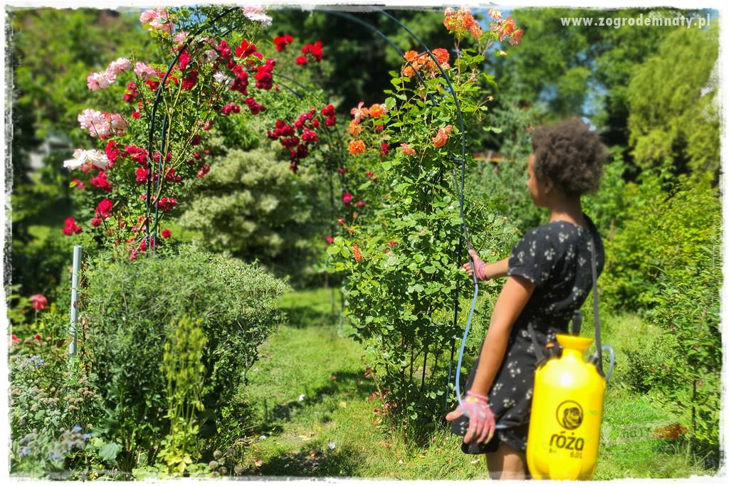 czarna plamistość róży 36