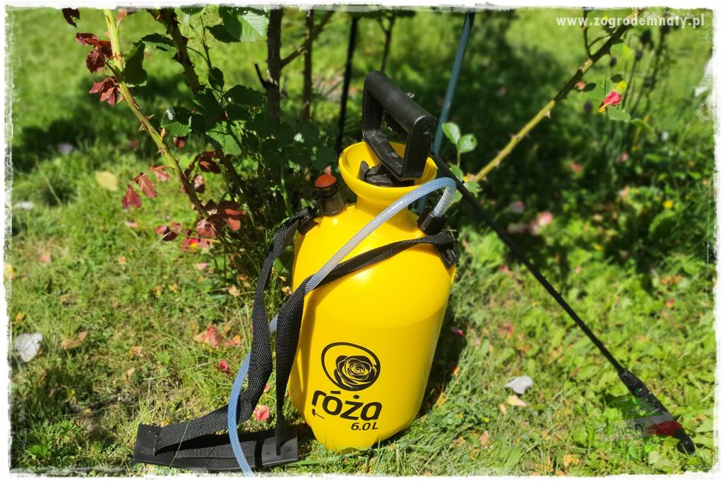 czarna plamistość róży 37