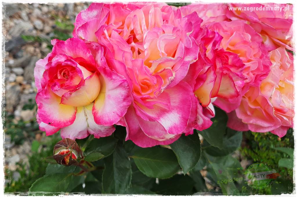 czarna plamistość róży 38