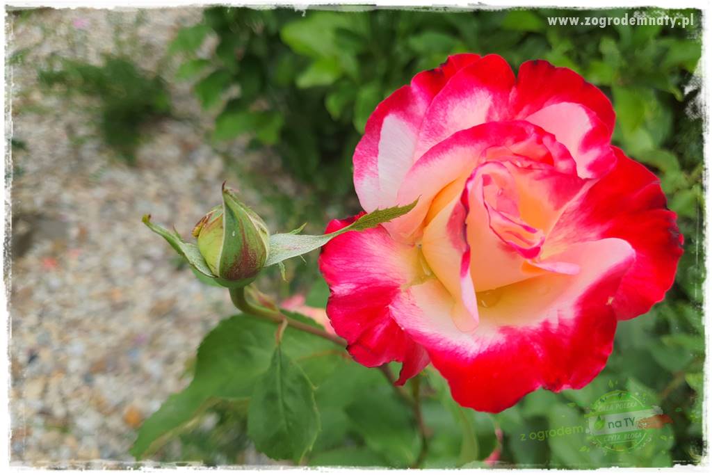 czarna plamistość róży 39