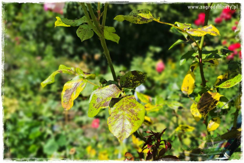 czarna plamistość róży 7