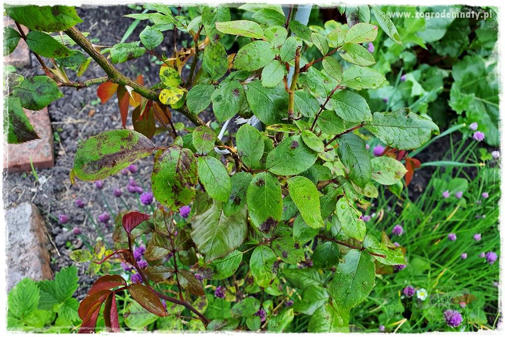 czarna plamistość róży 8