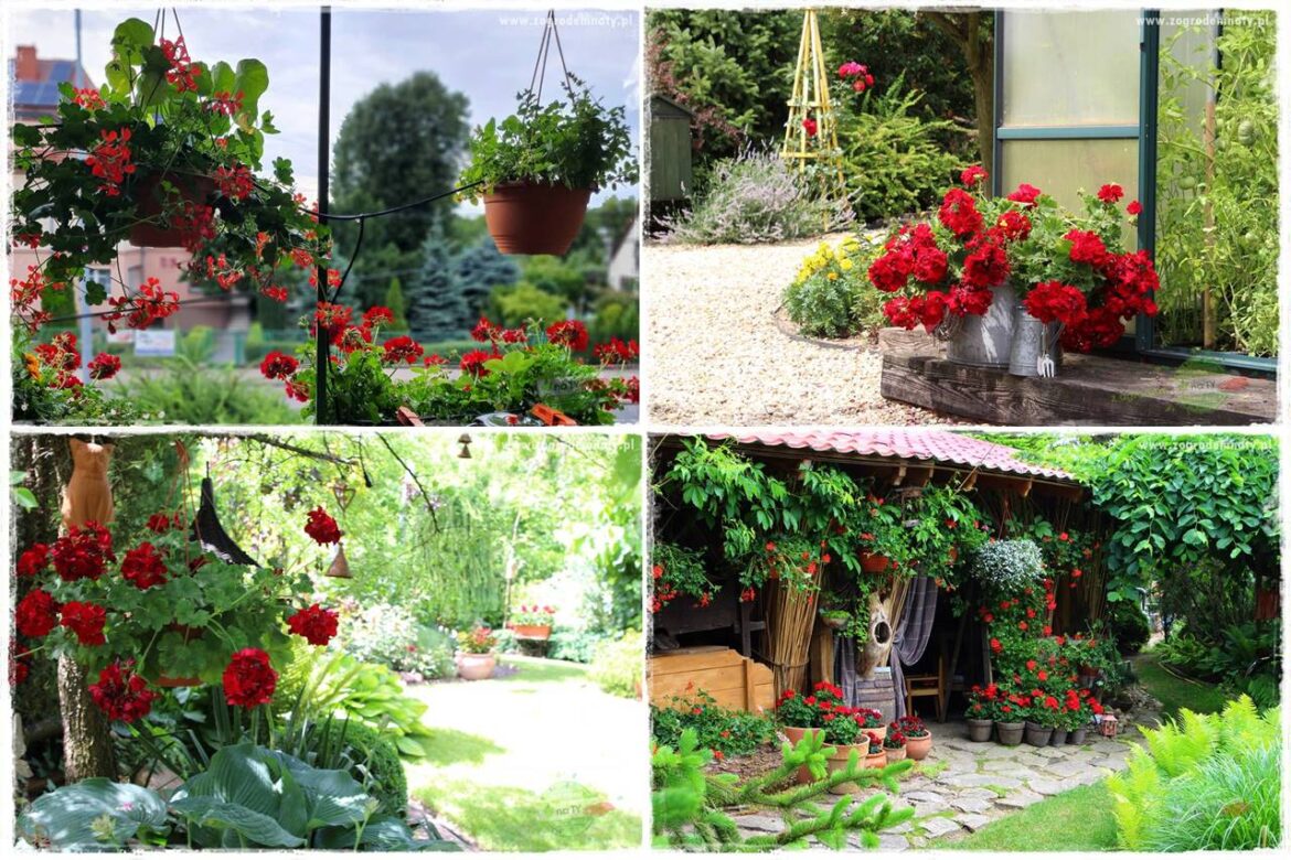 dlaczego pelargonie nie kwitną 0