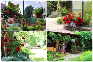 dlaczego pelargonie nie kwitną 0