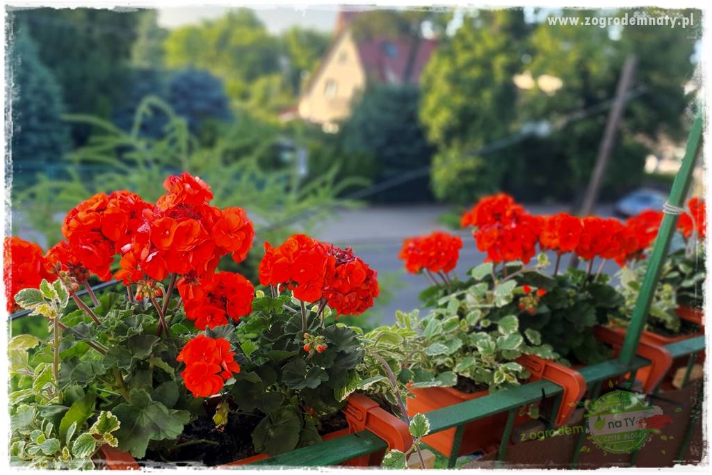 dlaczego pelargonie nie kwitną 1 dlaczego pelargonie nie kwitną 1