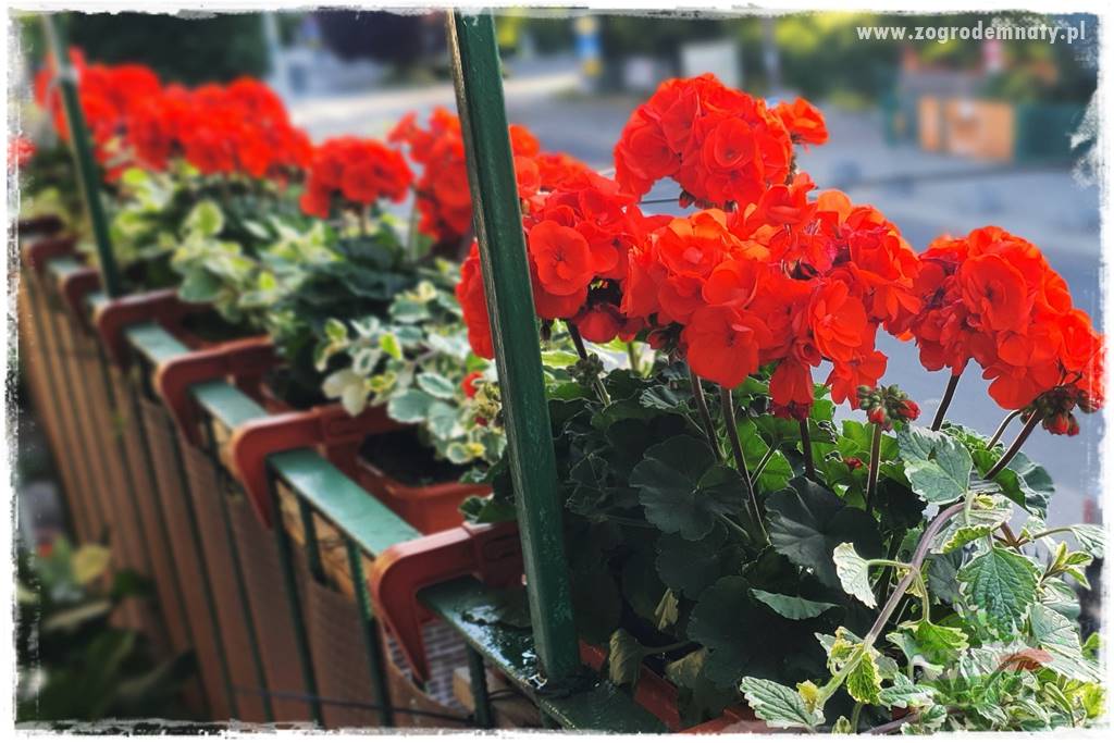 dlaczego pelargonie nie kwitną 10