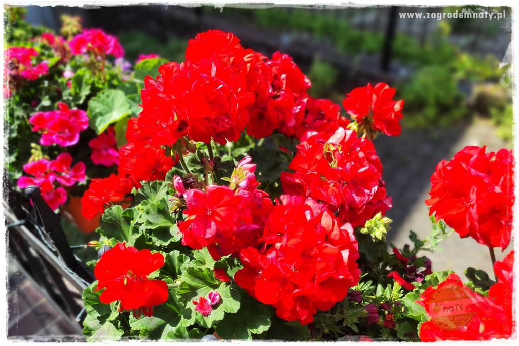 dlaczego pelargonie nie kwitną 11 dlaczego pelargonie nie kwitną 11