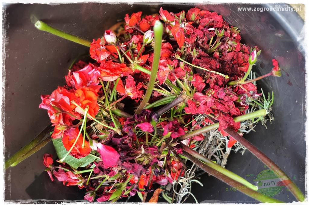 dlaczego pelargonie nie kwitną 12 dlaczego pelargonie nie kwitną 12