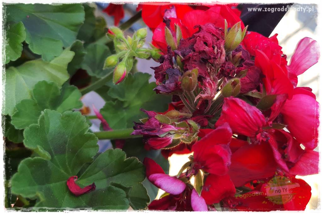 dlaczego pelargonie nie kwitną 13 dlaczego pelargonie nie kwitną 13