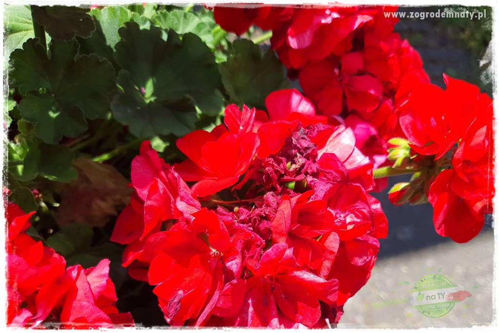 dlaczego pelargonie nie kwitną 14 dlaczego pelargonie nie kwitną 14