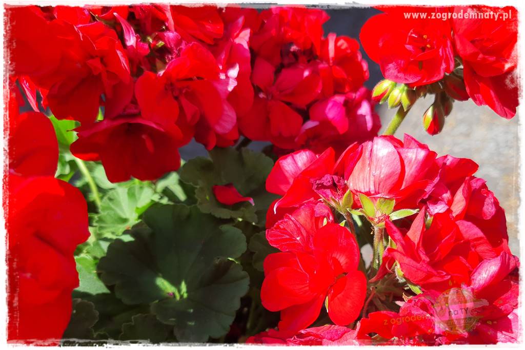 dlaczego pelargonie nie kwitną 15 dlaczego pelargonie nie kwitną 15