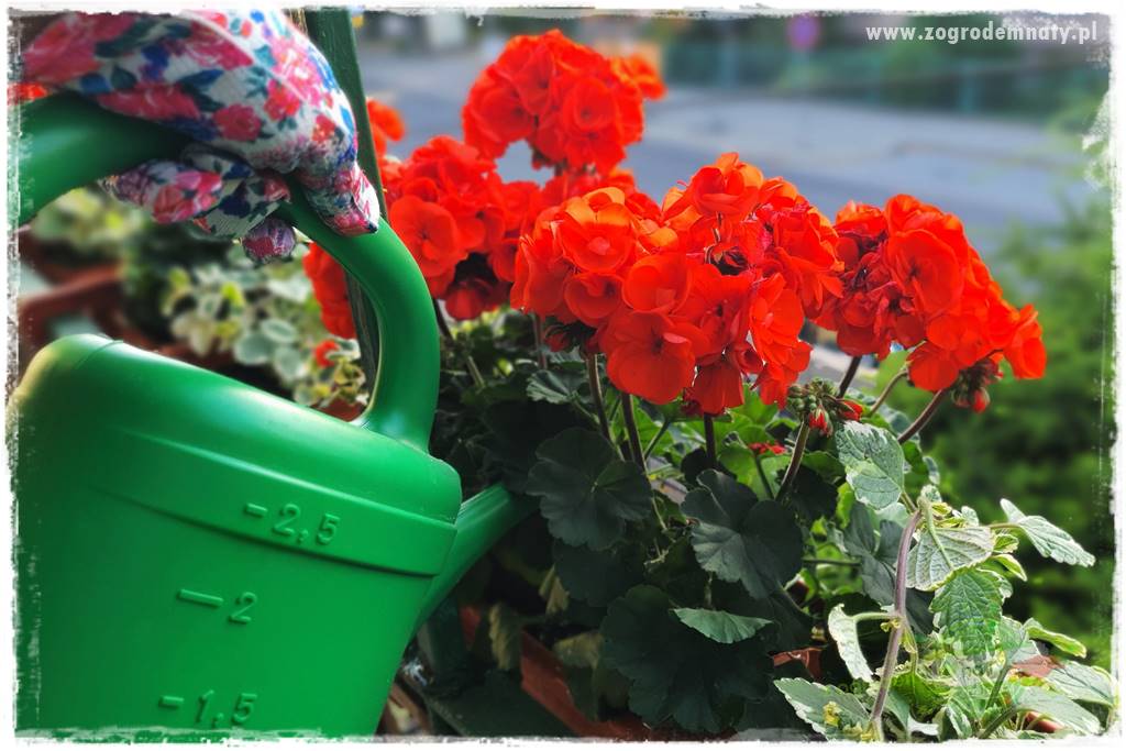 dlaczego pelargonie nie kwitną 16