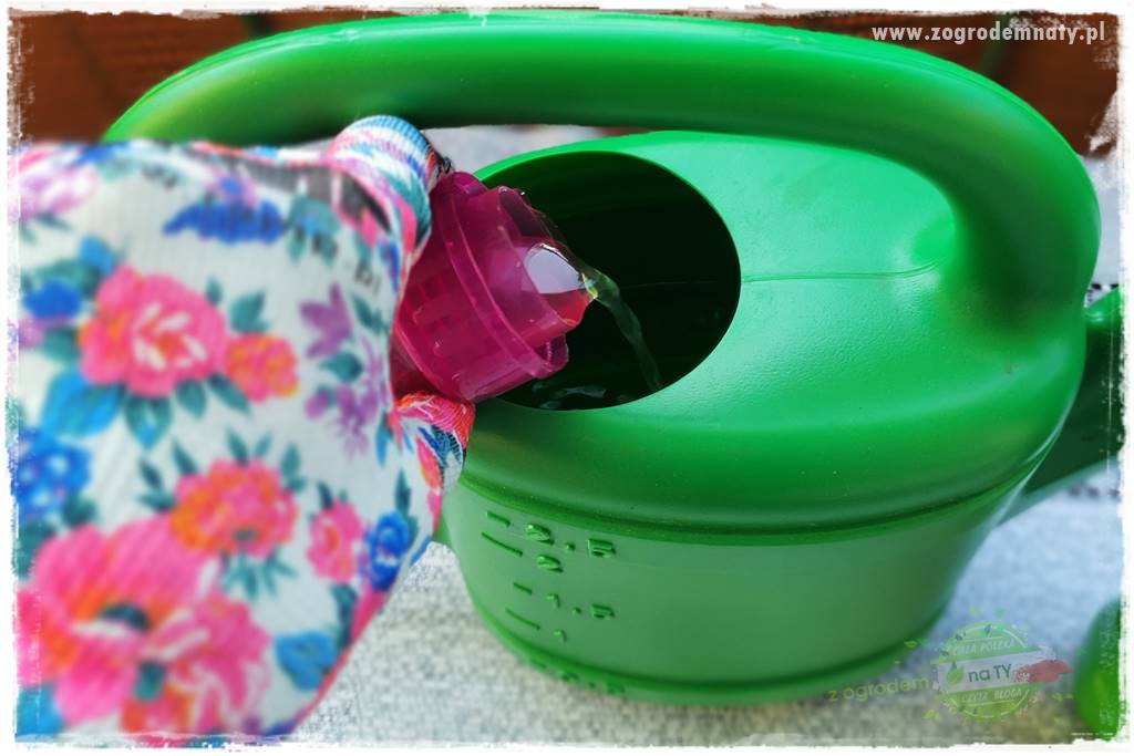 dlaczego pelargonie nie kwitną 17