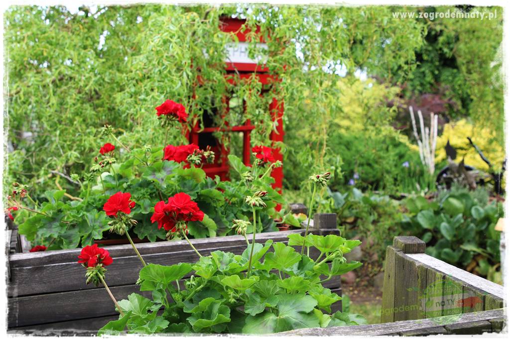 dlaczego pelargonie nie kwitną 18 dlaczego pelargonie nie kwitną 18