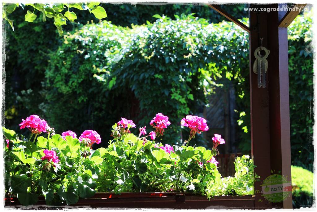 dlaczego pelargonie nie kwitną 19 dlaczego pelargonie nie kwitną 19