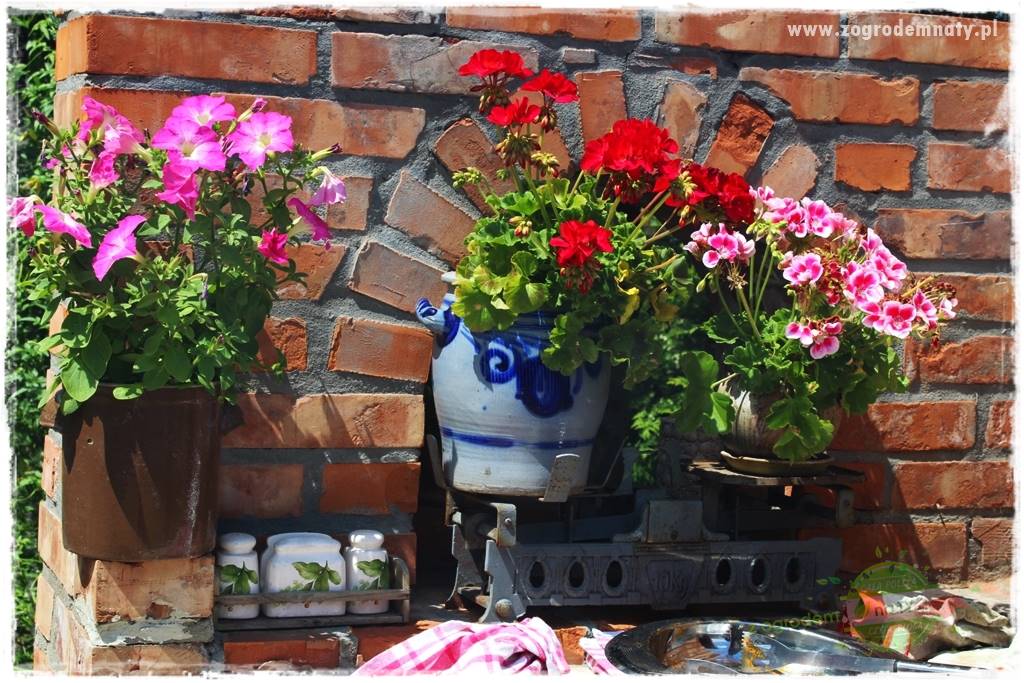 dlaczego pelargonie nie kwitną 2 dlaczego pelargonie nie kwitną 2