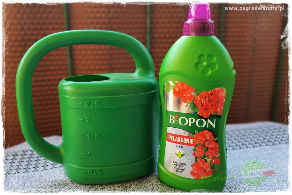 dlaczego pelargonie nie kwitną 22