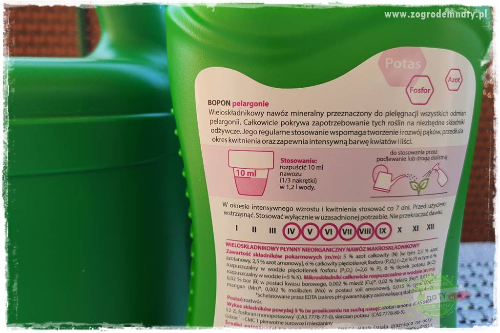 dlaczego pelargonie nie kwitną 23