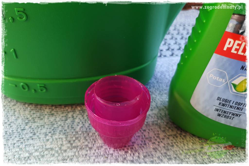 dlaczego pelargonie nie kwitną 24 dlaczego pelargonie nie kwitną 24