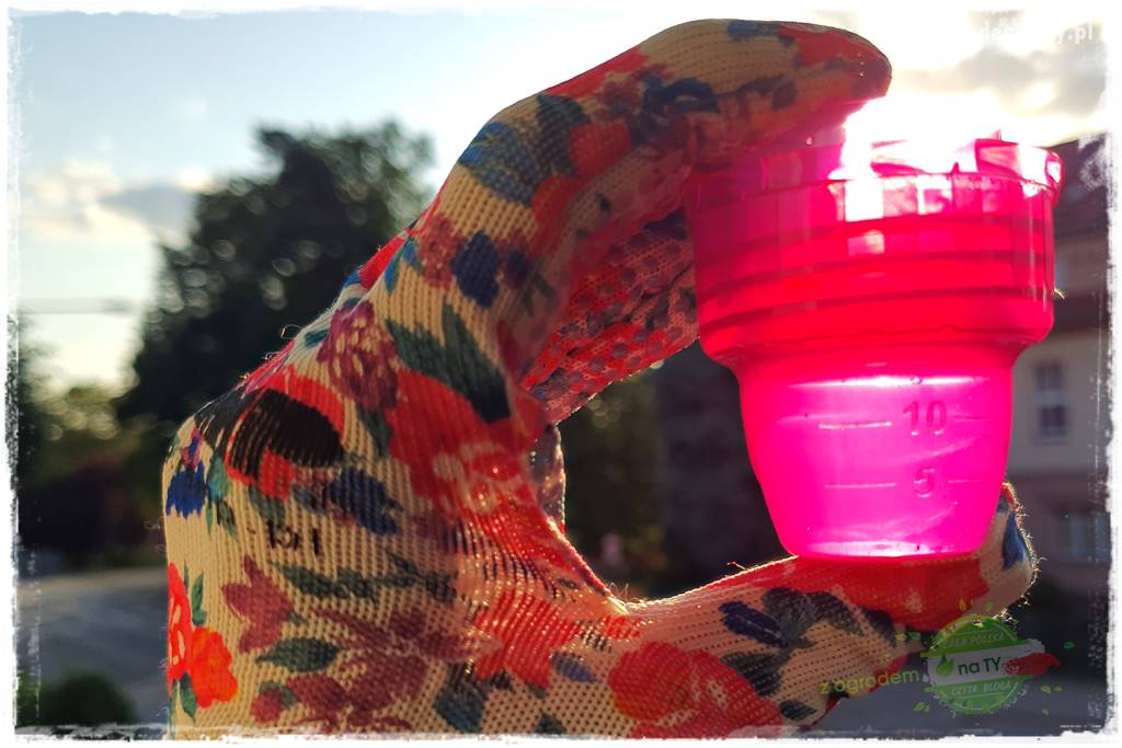 dlaczego pelargonie nie kwitną 25 dlaczego pelargonie nie kwitną 25