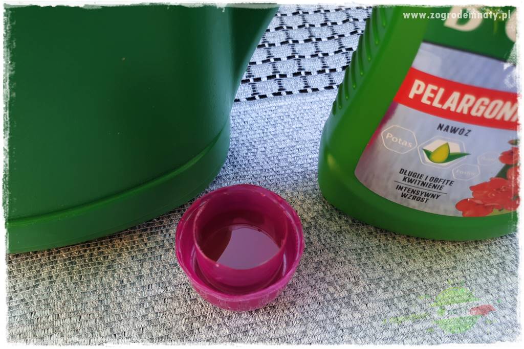 dlaczego pelargonie nie kwitną 26 dlaczego pelargonie nie kwitną 26