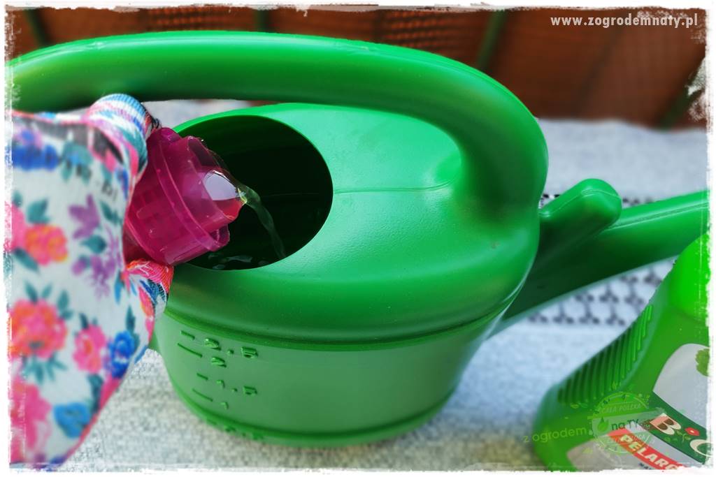 dlaczego pelargonie nie kwitną 27 dlaczego pelargonie nie kwitną 27