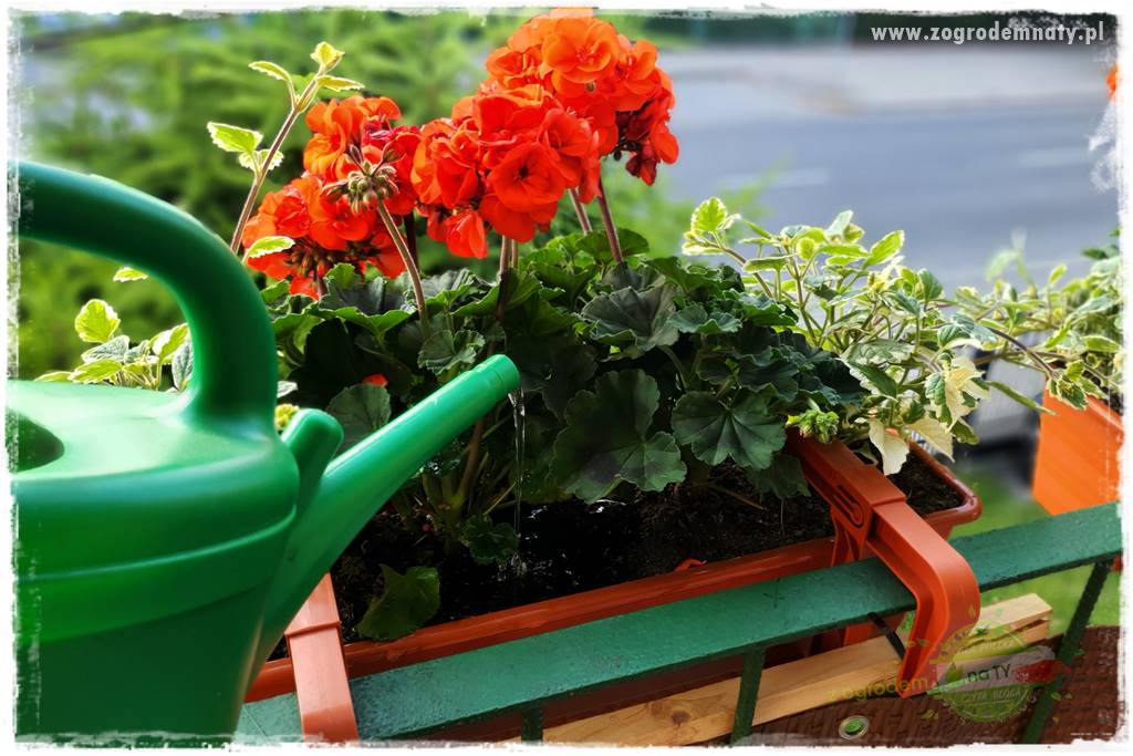 dlaczego pelargonie nie kwitną 28 dlaczego pelargonie nie kwitną 28