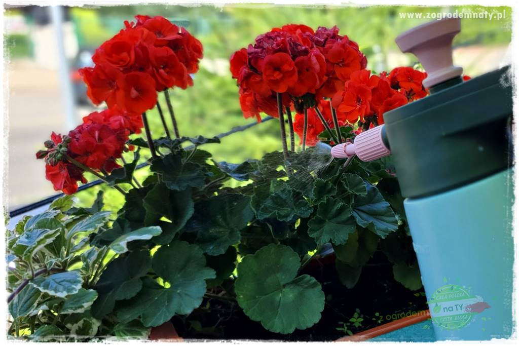 dlaczego pelargonie nie kwitną 29