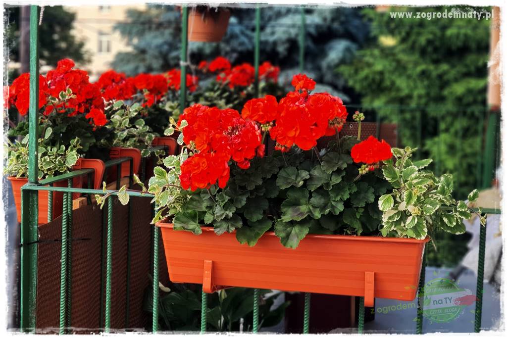 dlaczego pelargonie nie kwitną 31 dlaczego pelargonie nie kwitną 31