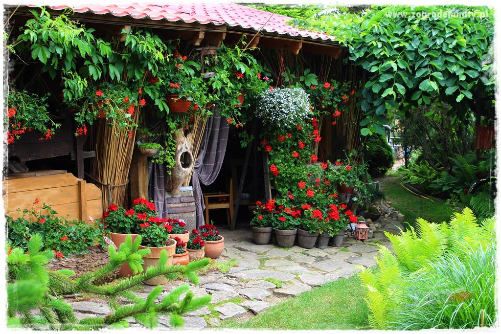 dlaczego pelargonie nie kwitną 32 dlaczego pelargonie nie kwitną 32