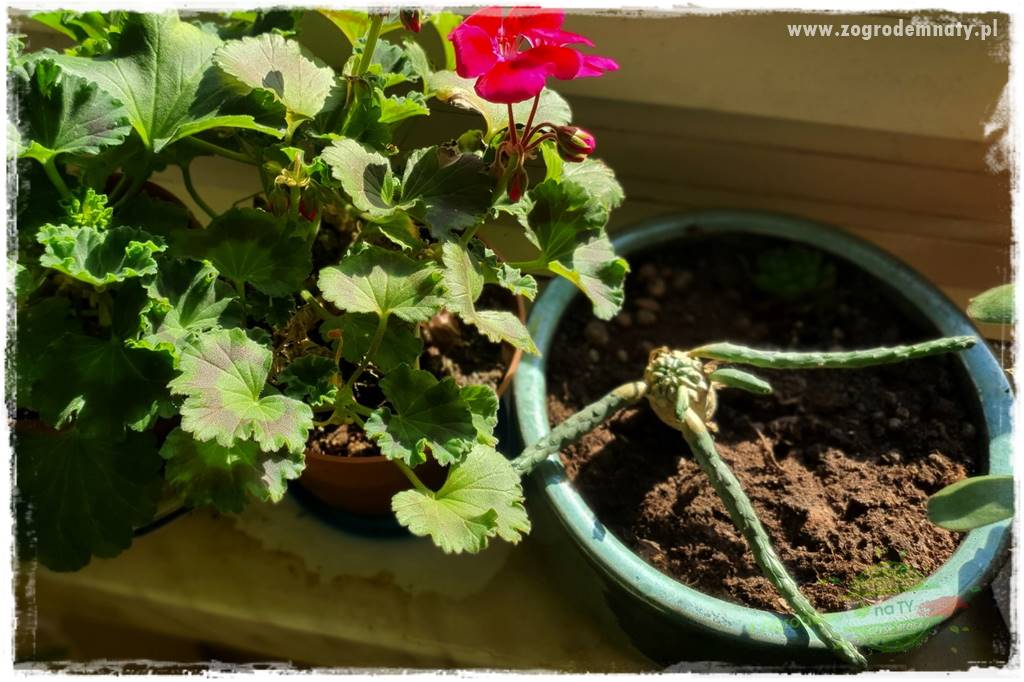 dlaczego pelargonie nie kwitną 5 dlaczego pelargonie nie kwitną 5