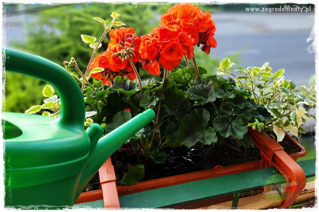 dlaczego pelargonie nie kwitną 6 dlaczego pelargonie nie kwitną 6