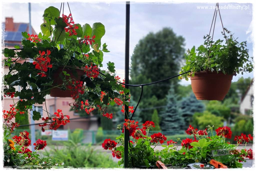 dlaczego pelargonie nie kwitną 7 dlaczego pelargonie nie kwitną 7