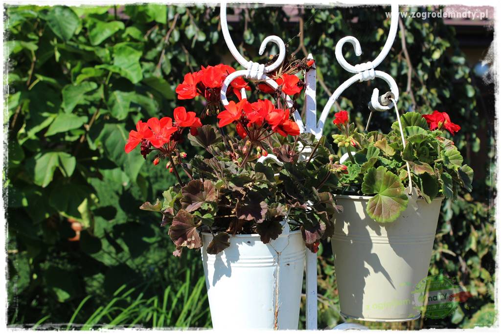 dlaczego pelargonie nie kwitną 8