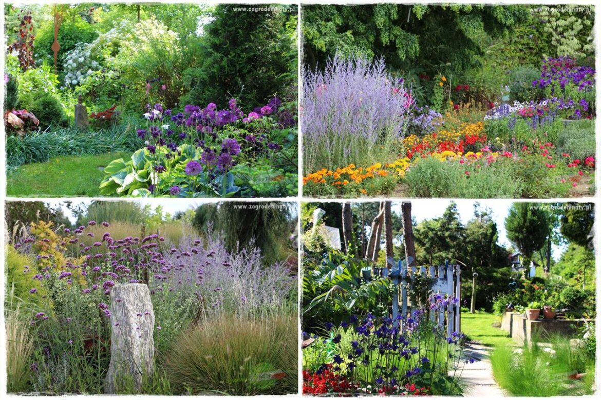 fioletowe kwiaty ogrodowe 0