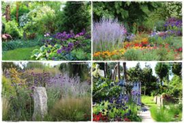 fioletowe kwiaty ogrodowe 0