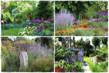 fioletowe kwiaty ogrodowe 0