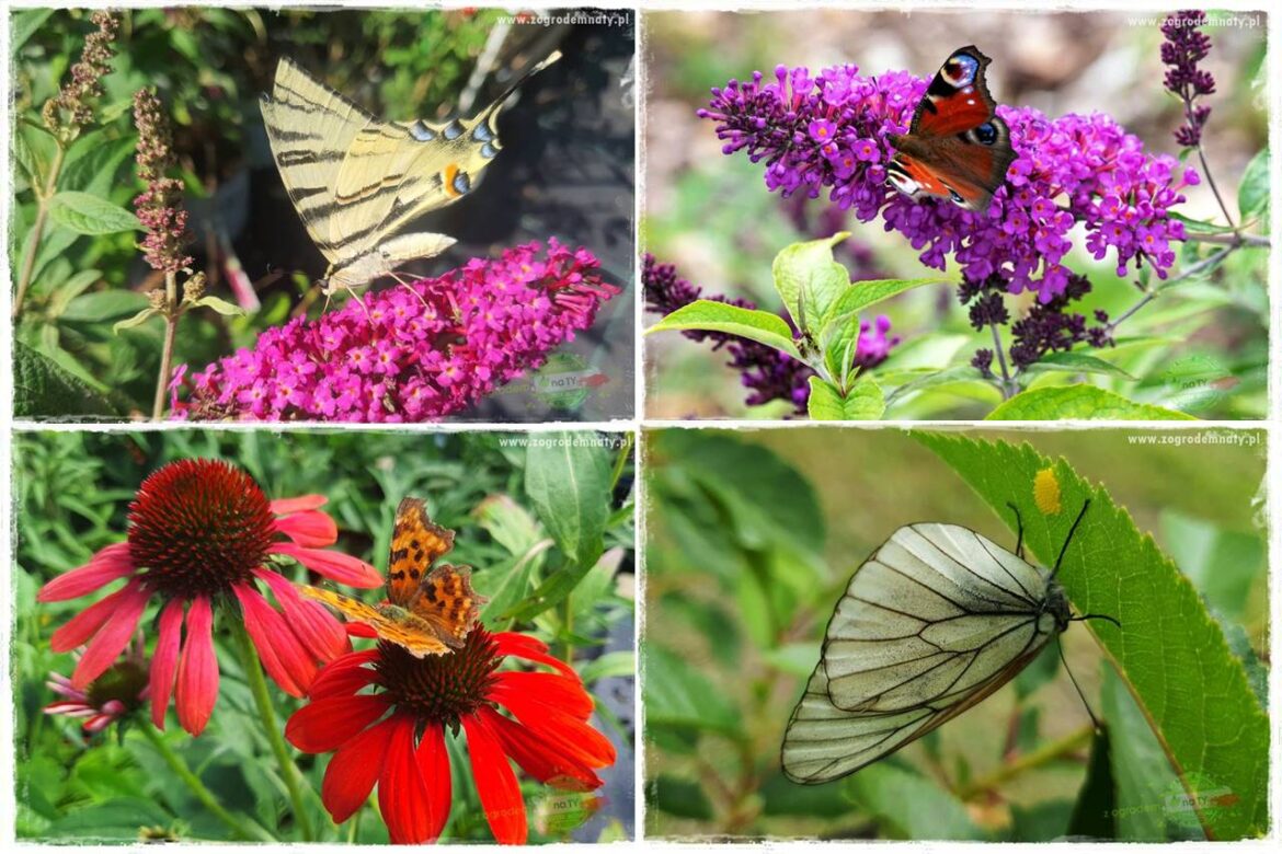 kwiaty przyciągające motyle 0