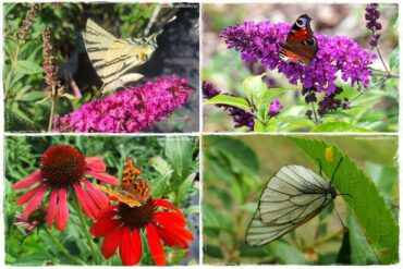 kwiaty przyciągające motyle 0