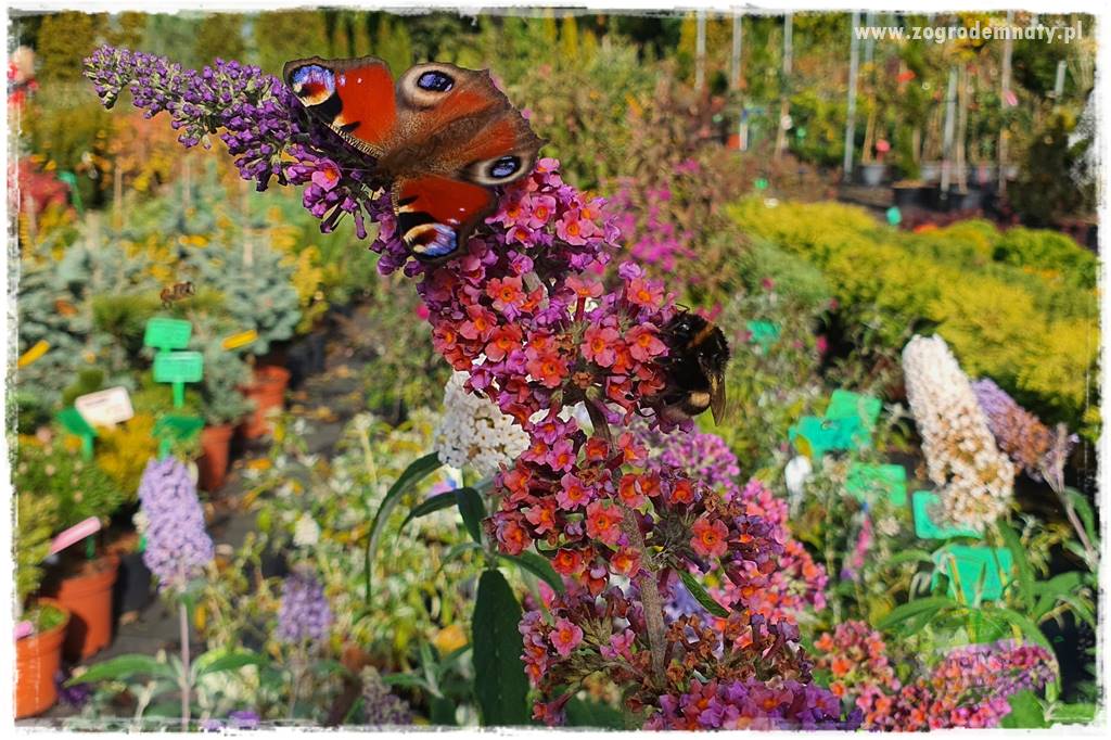 kwiaty przyciągające motyle 1 kwiaty przyciągające motyle 1