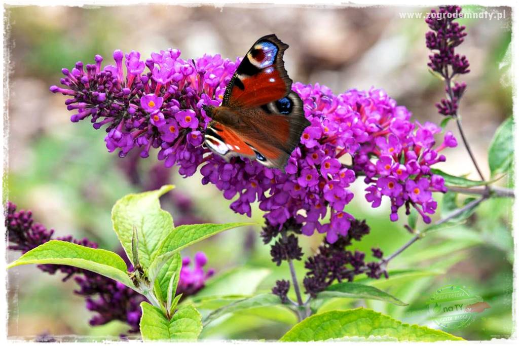 kwiaty przyciągające motyle 10 kwiaty przyciągające motyle 10