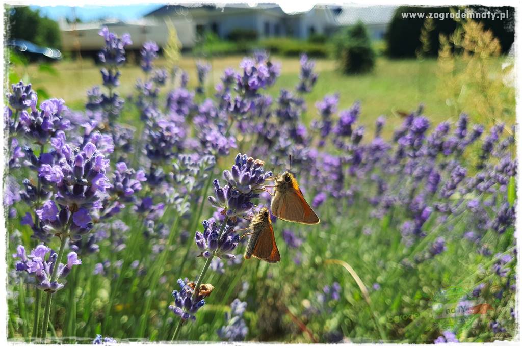 kwiaty przyciągające motyle 13 kwiaty przyciągające motyle 13