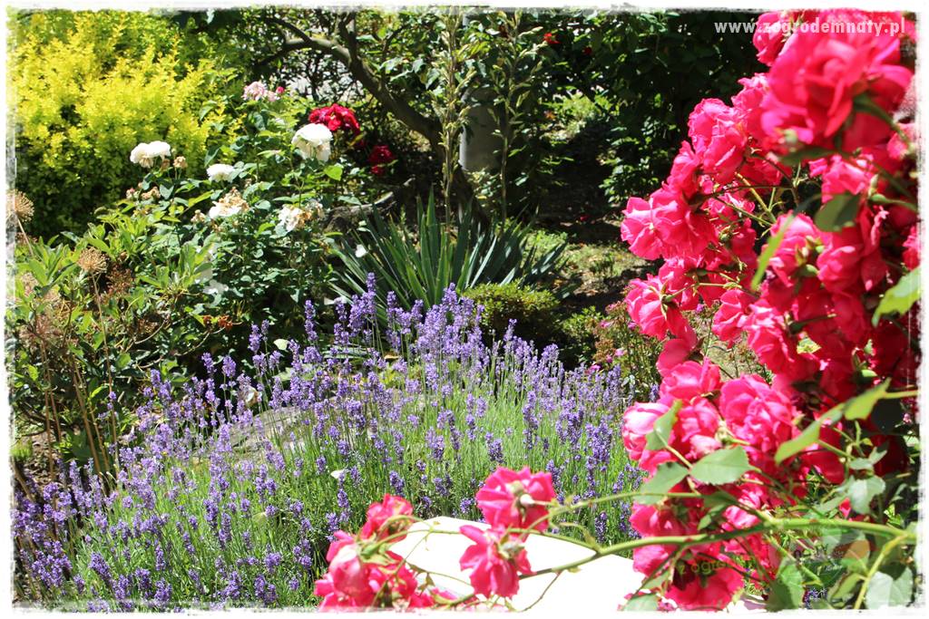 kwiaty przyciągające motyle 13a kwiaty przyciągające motyle 13a