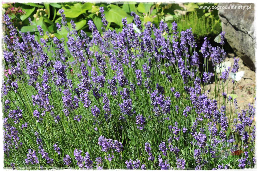 kwiaty przyciągające motyle 13b kwiaty przyciągające motyle 13b