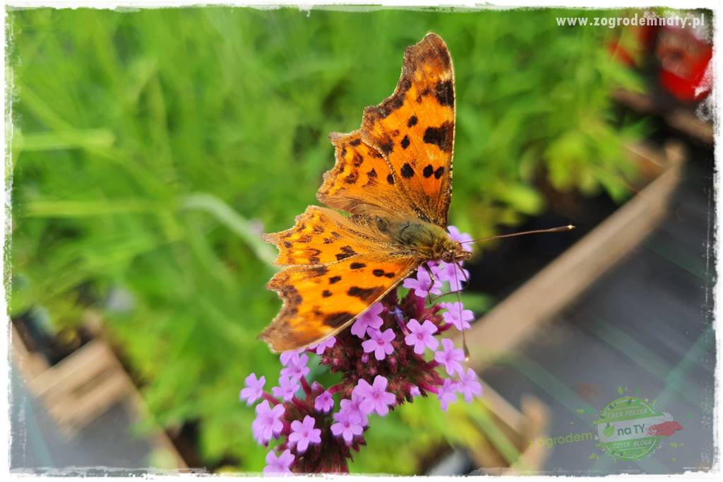 kwiaty przyciągające motyle 15 kwiaty przyciągające motyle 15