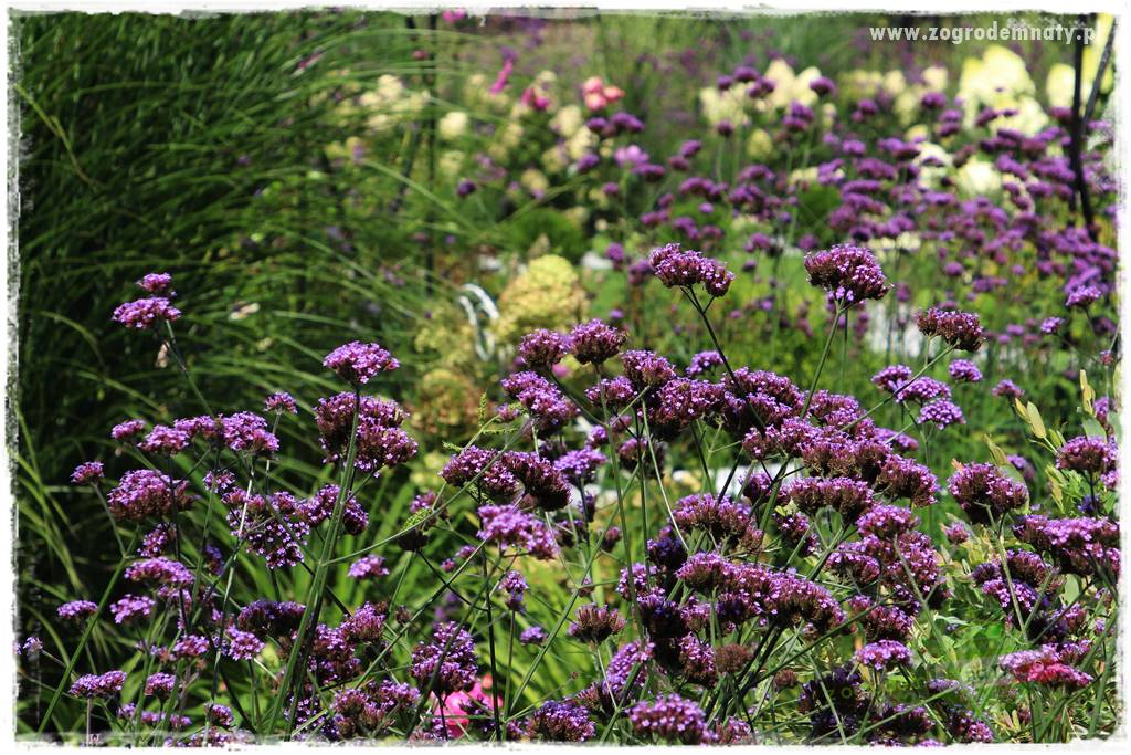 kwiaty przyciągające motyle 16 kwiaty przyciągające motyle 16
